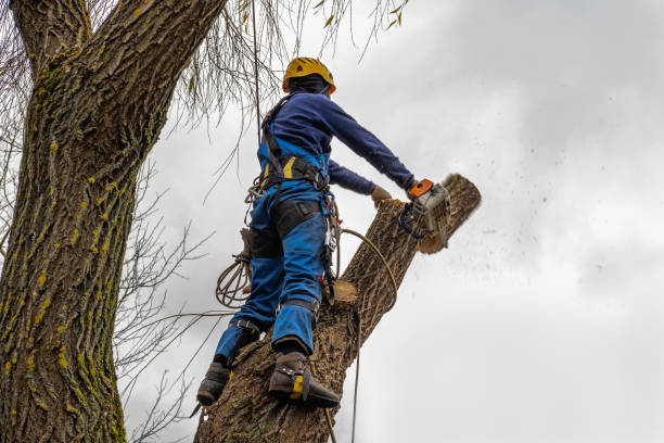 Palm Tree Trimming in Horseheads North, NY